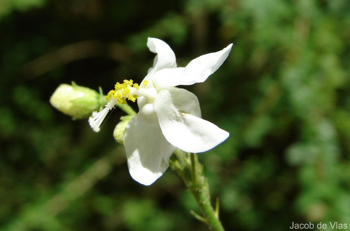 Hibiscus micranthus L.f.
